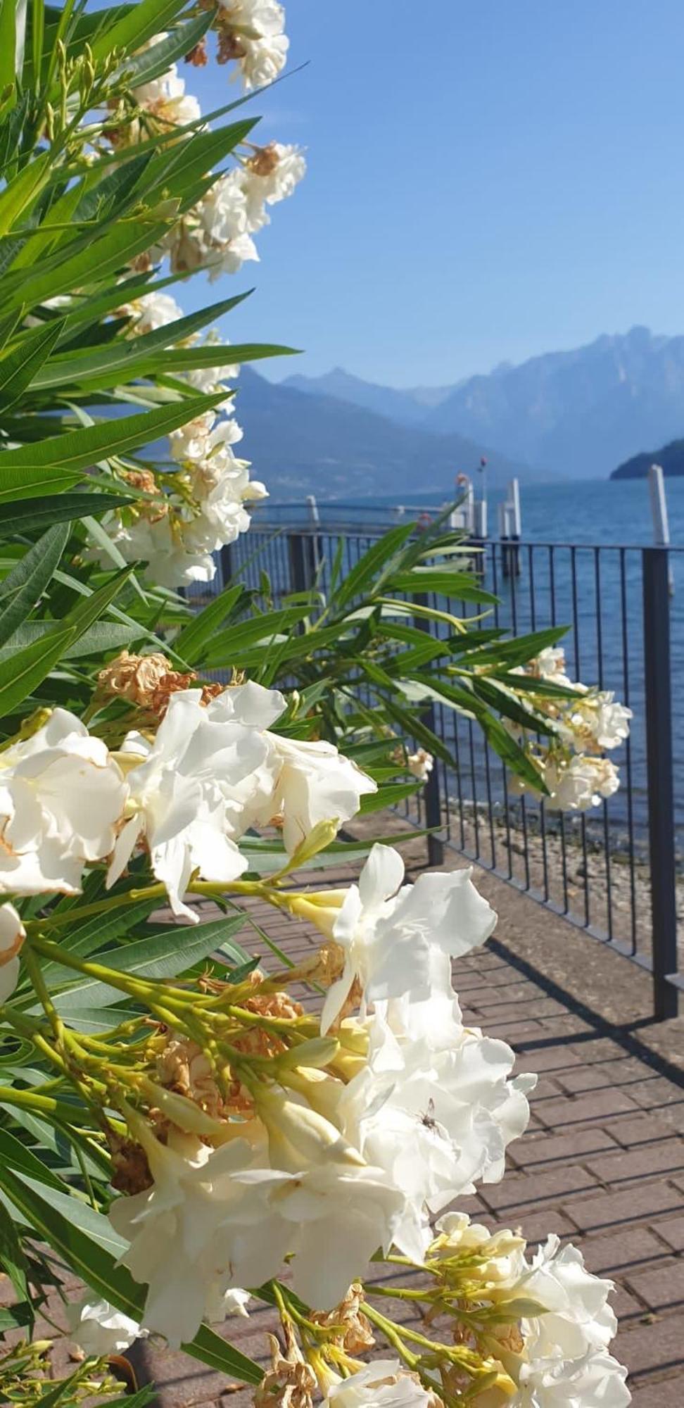 Residence Laguna Beach Pianello Del Lario Экстерьер фото